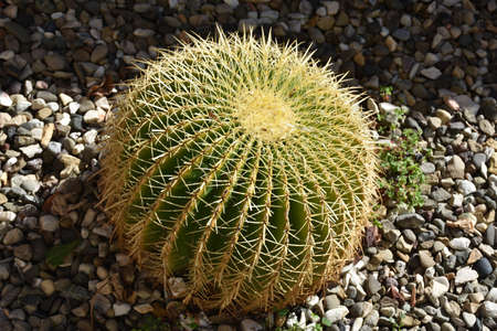 Barrel cacti growing low to the ground in Southern California.