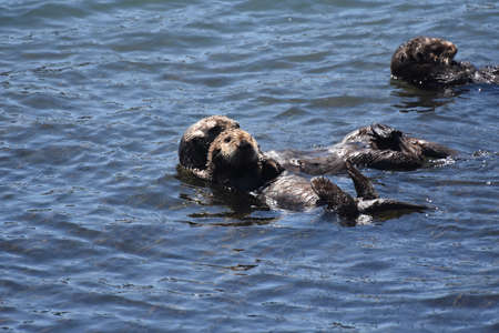 Beautiful cuddling sea otters playing in the ocean waters.の写真素材