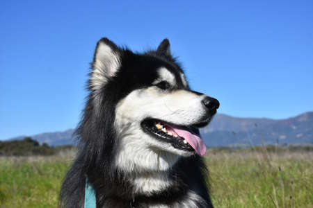 Beautiful side profile of a Siberian Husky dog.