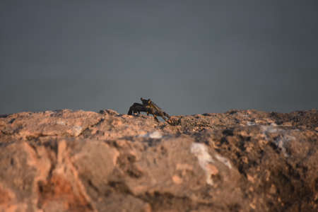 Sea crab creeping along large rock boulders.