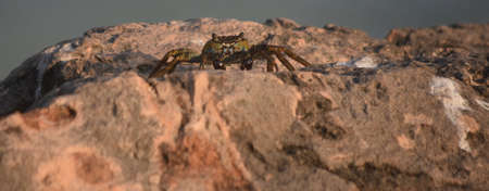 Large sea crab sitting on a rock jetty in Aruba.の写真素材