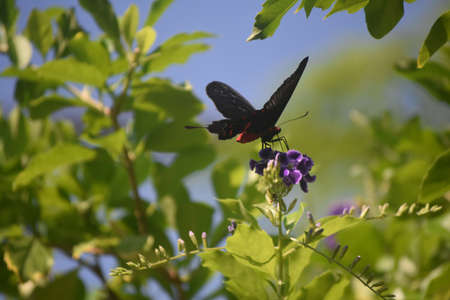Tropical garden with a black and red swallowtail butterfly.の写真素材