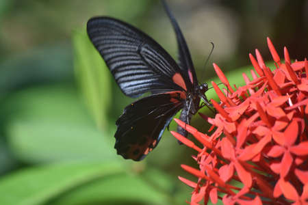 Capture of a scarlet swallowtail butterfly on a group of flowers.の写真素材