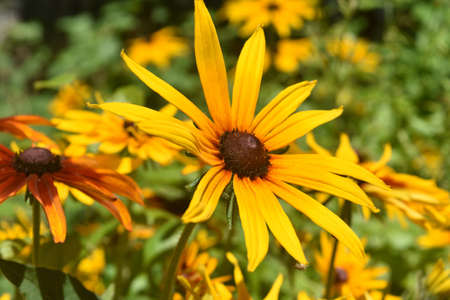 Amazing Poor Land Daisy Up Close In Nature