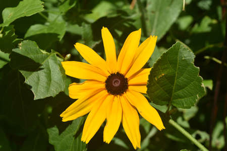 Beautiful Close Up of a Yellow Black Eyed Susan