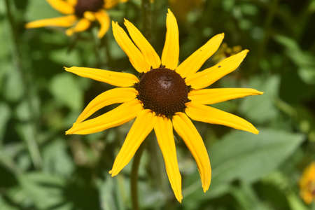 Pretty Black Eyed Susan Daisy Close Up 