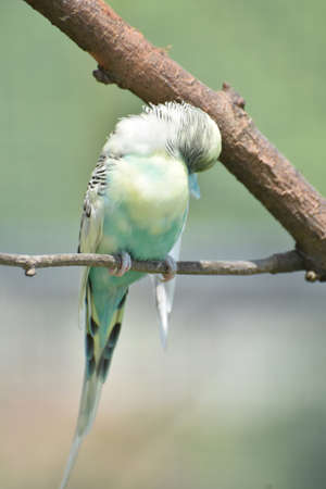 Lovely pastel common parakeet with ruffled feathers on a tree branch.の写真素材