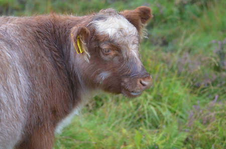 Adorable Highland calf standing in a Scottish field.の写真素材