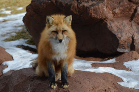 Red fox perched on a pile of rocks.