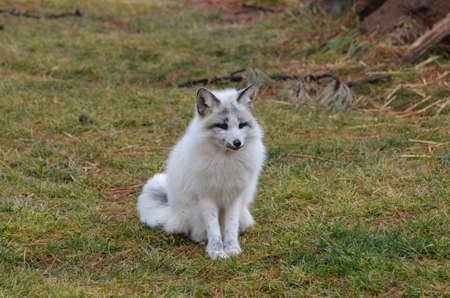 Really cute swift fox sitting in grass.