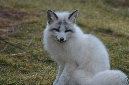 Sweet swift fox sitting with his tail curled around him.