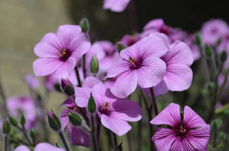 Breath-takingly beautiful purple geranium flowers in a garden.