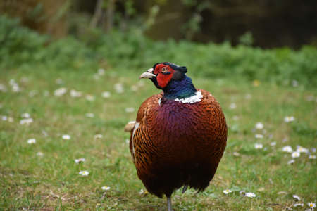 Fantastic close up look at a pheasant.