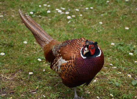Beautiful ring necked pheasant in a grass clearing.