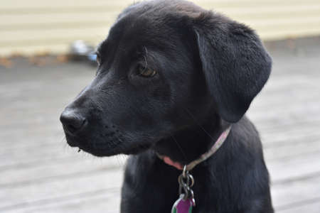Beautiful profile of a black lab retriever puppy.の写真素材
