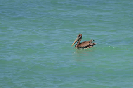 Pretty brown pelican swimming in the blue waters の写真素材