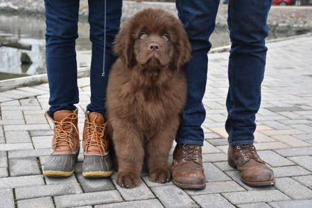 Brown Newfie puppy dog sitting between two people's legs.