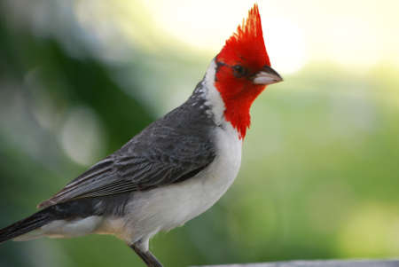 Macro of a red crested cardinal bird.の写真素材