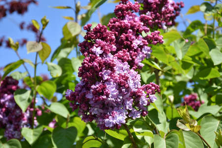 Lilac bush blooming on a gorgeous spring day.の写真素材