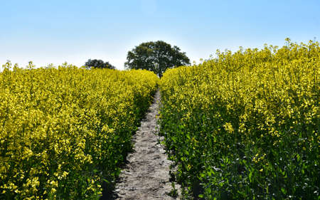 Trodden dirt path through a field of rape seed.