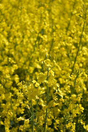 Pretty golden yellow rape seed flowers in bloom.の写真素材
