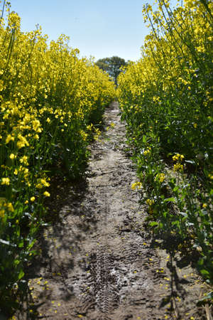 Pathway cutting through a blooming field of rape seed.