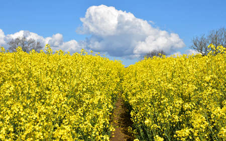 Dirt pathway through a field of flowering rape seed.