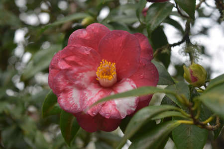 Stunning flowering red camellia blossom with a yellow center.の写真素材