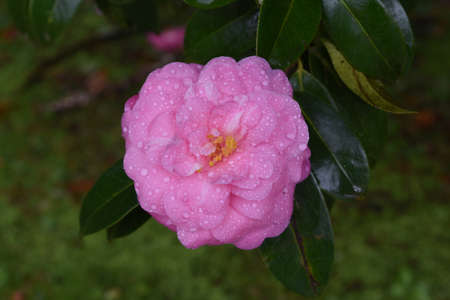 Delicate rain drops on the petals of a dark pink flower blossom.の写真素材