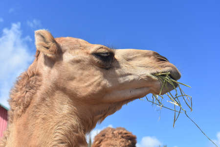 Really great dromedary camel munching on hay.の写真素材