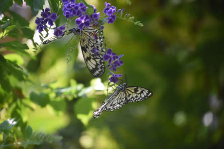 Pretty pair of tree nymph butterflies in a garden.