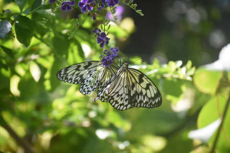 Garden with a white rice paper butterfly.
