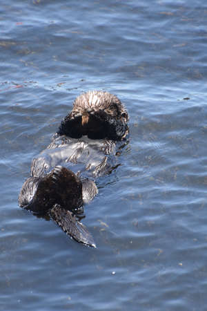 Very cute baby sea otter covering his eyes with his flippers.