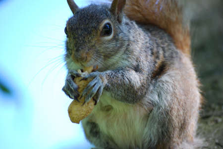 Cute gray squirrel snacking on a peanut.の写真素材