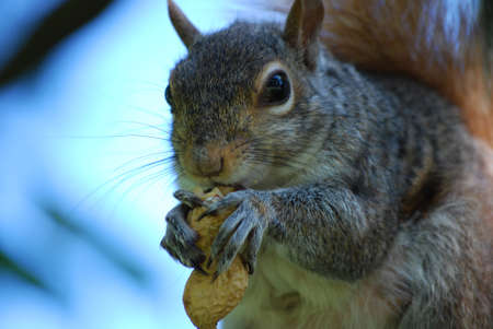 Cute squirrel eating a big peanut.の写真素材