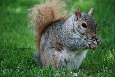 Cute squirrel eating a peanut on a lawn.の写真素材