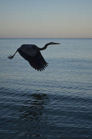 Silhouetted great blue heron flying above the water.の写真素材