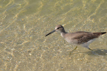 Gorgeous shorebird wading along in shallow shore water.の写真素材