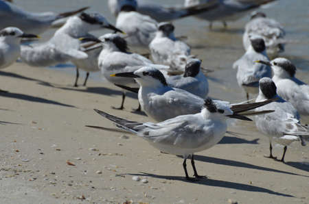Terns standing in a group along a Naples  beach.