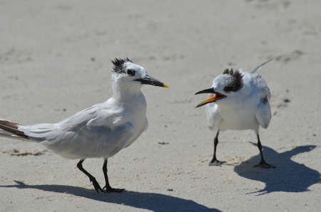 Pair of terns on the beach arguing over a morsel of food.
