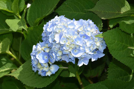 Gorgeous blooming blue hydrangea flower blossom in a garden.