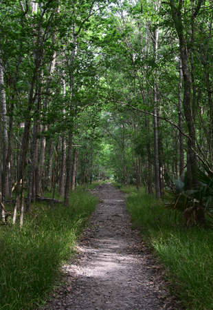 Trodden pathway snaking through the Barataria Preserve in Louisiana.