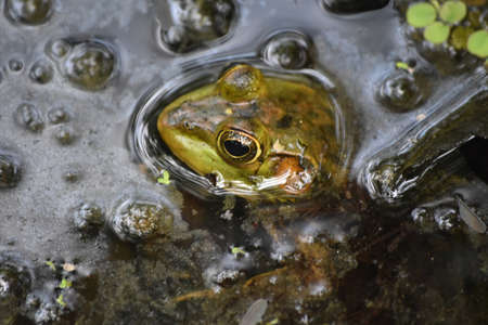 Large bullfrog peering out of the Louisiana bayou.
