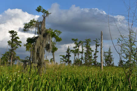 Dark grey clouds over the Louisiana bayou on a pretty spring day.の写真素材