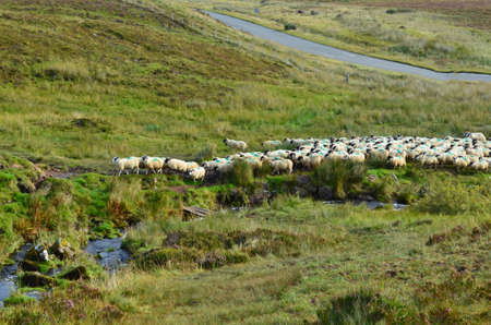 A field of sheep grazing in Isle of Skye 