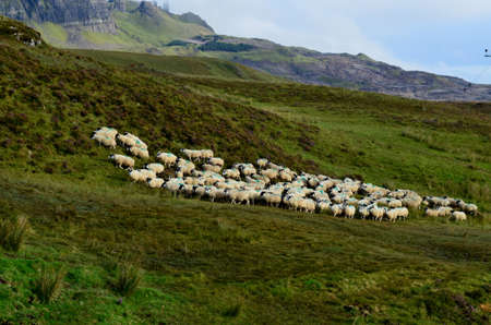 Large herd of white sheep walking up the highlands of Skyeの写真素材