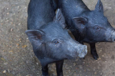 Adorable pair of black piglets with wet wiggly noses.