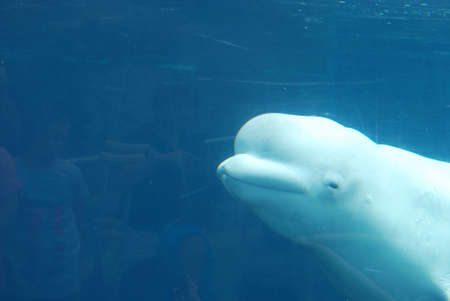 Cute face of a beluga whale swimming along underwater.の写真素材