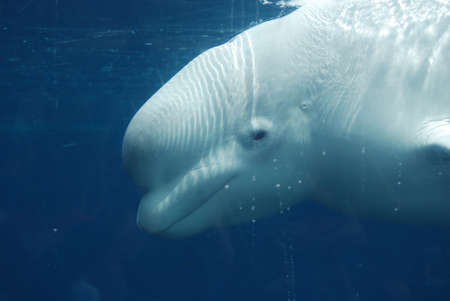Great look at the profile of a beluga whale underwater.の写真素材