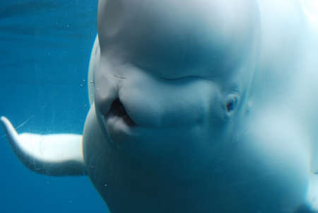 Gorgeous face of a beluga whale underwater in the ocean.の写真素材